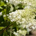 Hydrangea paniculata 'Bombshell'(s)