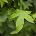 Liquidambar styraciflua 'Gum Ball'