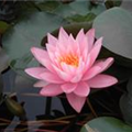 Nymphaea 'Rosennymphe'