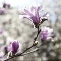 Magnolia x loebneri 'Leonard Messel'