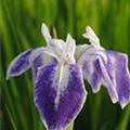 Iris laevigata 'Mottled Beauty'