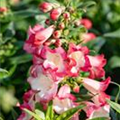 Penstemon 'PepTalk'