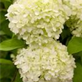 Hydrangea paniculata 'Limelight'(s)