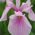 Iris laevigata 'Rose Queen'