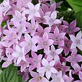 Pentas lanceolata