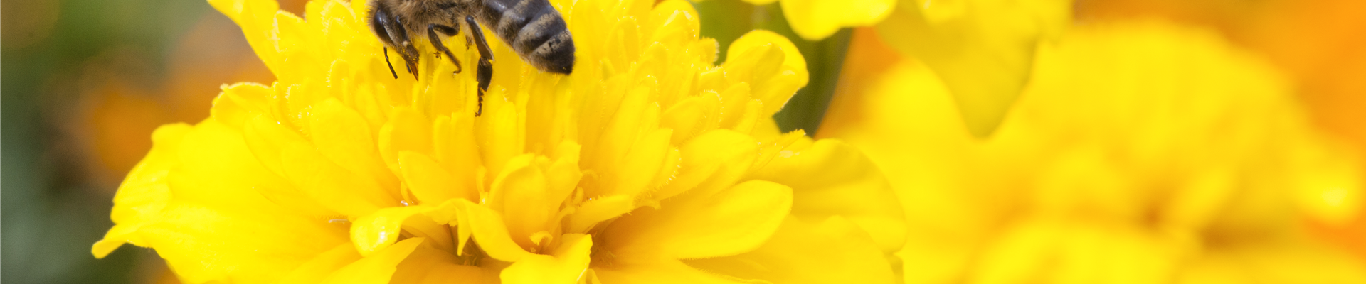 Tagetes patula