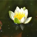 Nymphaea tetragona 'Pygmaea Alba'