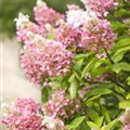 Hydrangea paniculata 'Pinky Winky'®