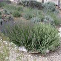 Lavandula x intermedia 'Grappenhall'