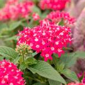 Pentas lanceolata 'Graffiti'®