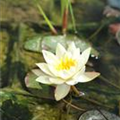 Nymphaea tetragona 'Pygmaea Helvola'