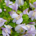 Mazus reptans