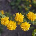 Kerria japonica 'Pleniflora'