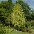 Liriodendron tulipifera 'Aureomarginatum'