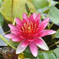 Nymphaea tetragona 'Pygmaea Rubra'