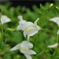 Mazus reptans 'Albus'