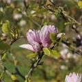 Magnolia x soulangiana 'Burgundy'