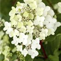 Hydrangea paniculata 'Vanille Fraise'®