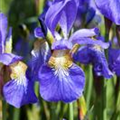 Iris sibirica