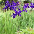 Iris sibirica 'Caesar'