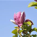 Magnolia x soulangiana 'Satisfaction'®