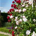 Rosa 'Courtyard'®