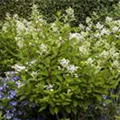 Hydrangea paniculata 'Wim´s Red'(s)