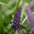 Liriope muscari