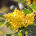 Mahonia aquifolium