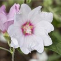 Lavatera x olbia 'Baby Barnsley'