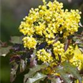 Mahonia media