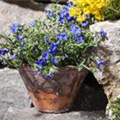 Lithodora diffusa