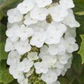 Hydrangea quercifolia 'Snowflake'