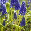 Muscari armeniacum