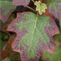 Hydrangea quercifolia 'Burgundy'