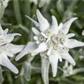 Leontopodium alpinum 'Everest'®