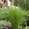 Panicum virgatum 'Northwind'