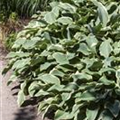 Hosta x fortunei 'Francee'