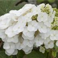 Hydrangea quercifolia 'Pee Wee'