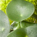 Peperomia polybotrya 'Raindrop'