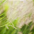 Panicum virgatum 'Cheyenne Sky'(s)