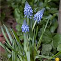 Muscari armeniacum 'Big Smile'