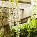 Wisteria floribunda 'Alba'