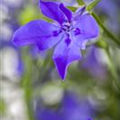 Lobelia erinus