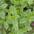 Mentha arvensis x spicata