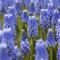 Muscari 'Blue Magic'