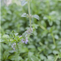 Mentha pulegium