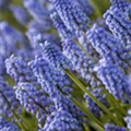 Muscari 'Early Magic'