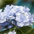 Hydrangea 'You & Me'®