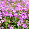 Lobelia erinus 'Bella Rosa'